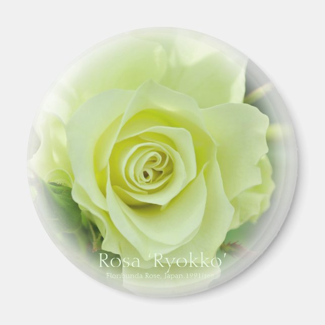 Rosa Ryokko imán (Frente)
