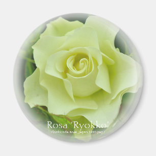 Rosa Ryokko imán