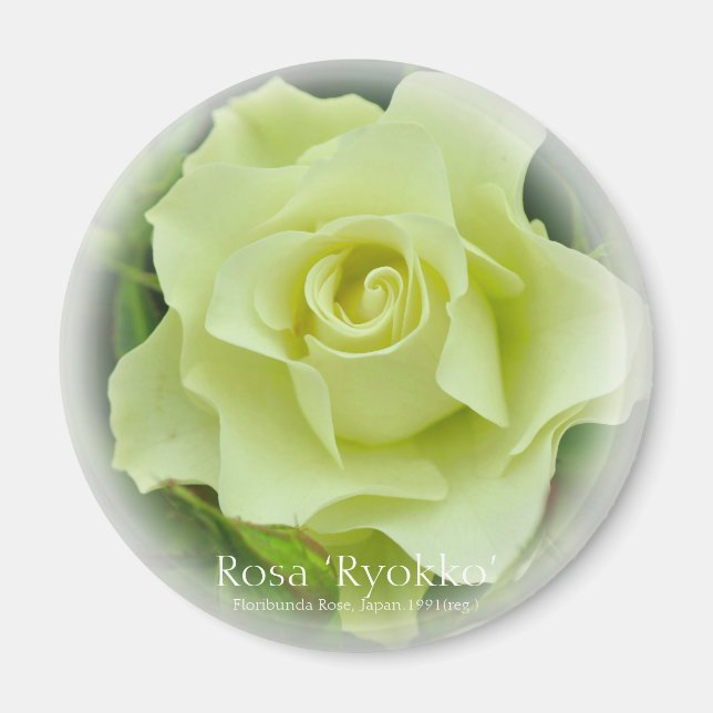 Rosa Ryokko imán (Frente)