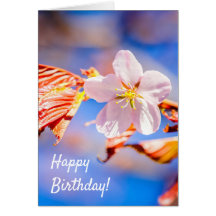 Rosa Sakura Flower Blue Sky