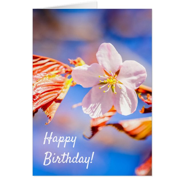 Rosa Sakura Flower Blue Sky (Frente)