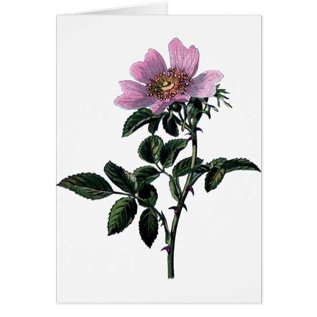 Rosa salvaje vintage (Frente)