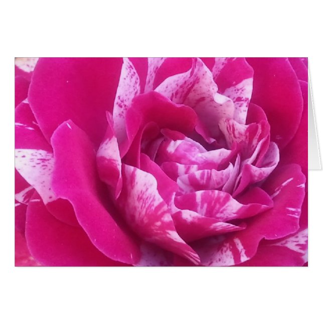 Rosa sensorial (Anverso (Horizontal))