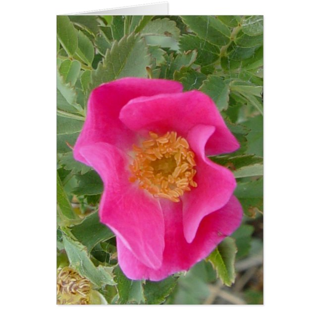 Rosa silvestre F4a (Frente)