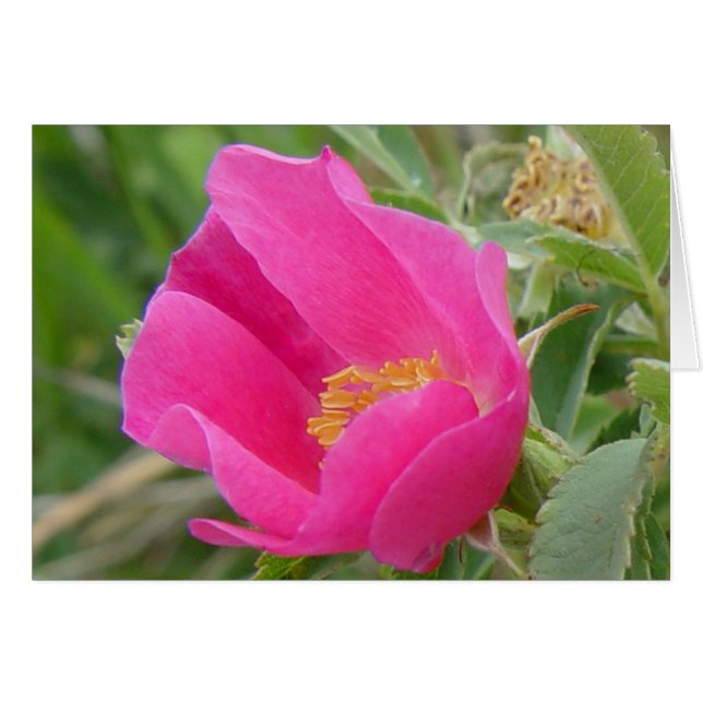 Rosa silvestre F7 (Anverso (Horizontal))