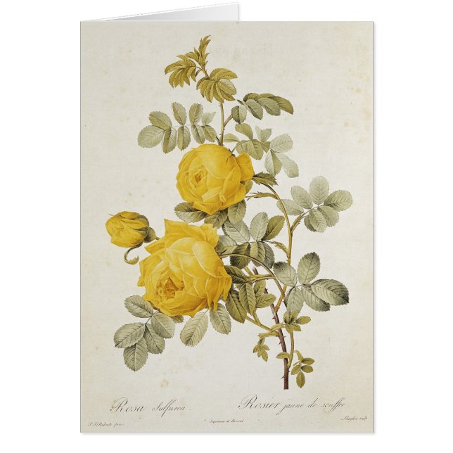 Rosa Sulfurea de los 'rosas de Les (Frente)