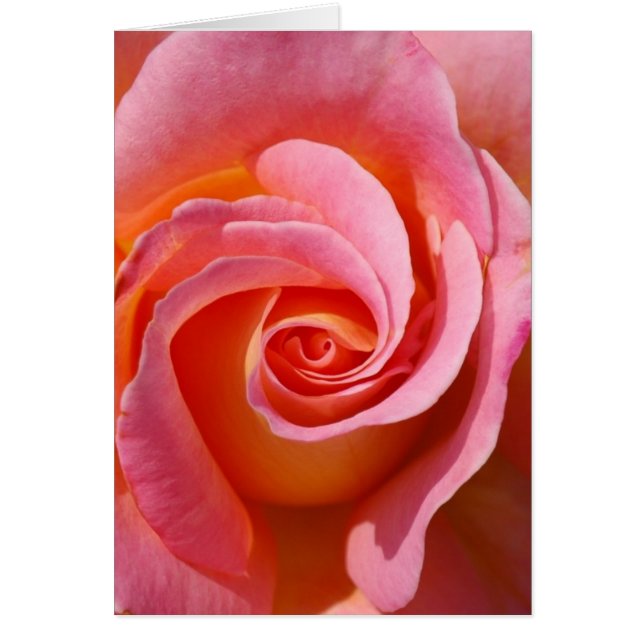 Rosa Swirl (Frente)