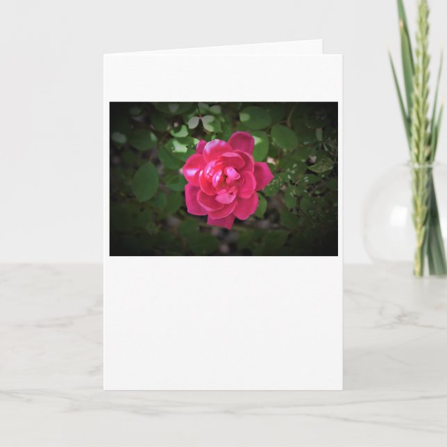 Rosa, tarjeta (Anverso)