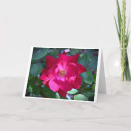 Rosa, tarjeta