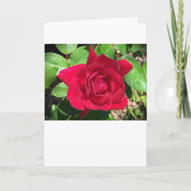 Rosa, tarjeta (Anverso)
