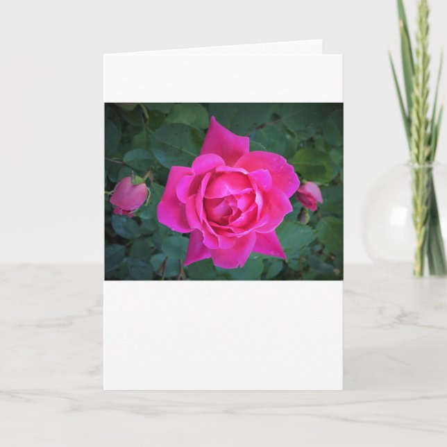 Rosa, tarjeta (Anverso)