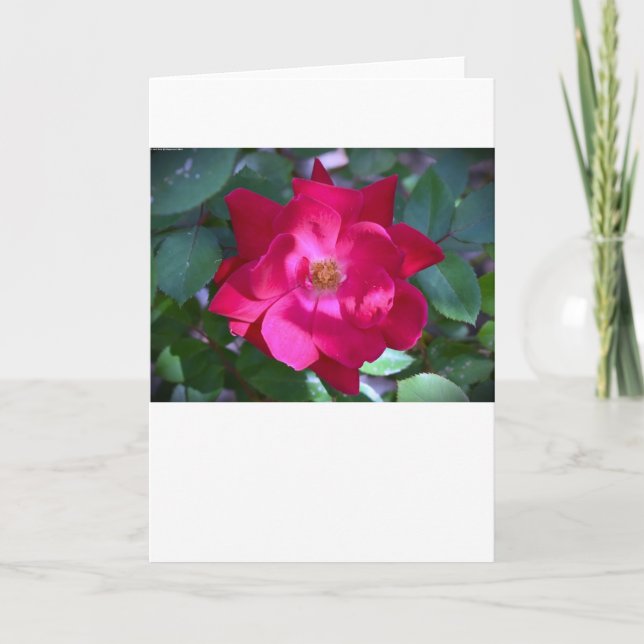 Rosa, tarjeta (Anverso)