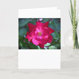 Rosa, tarjeta