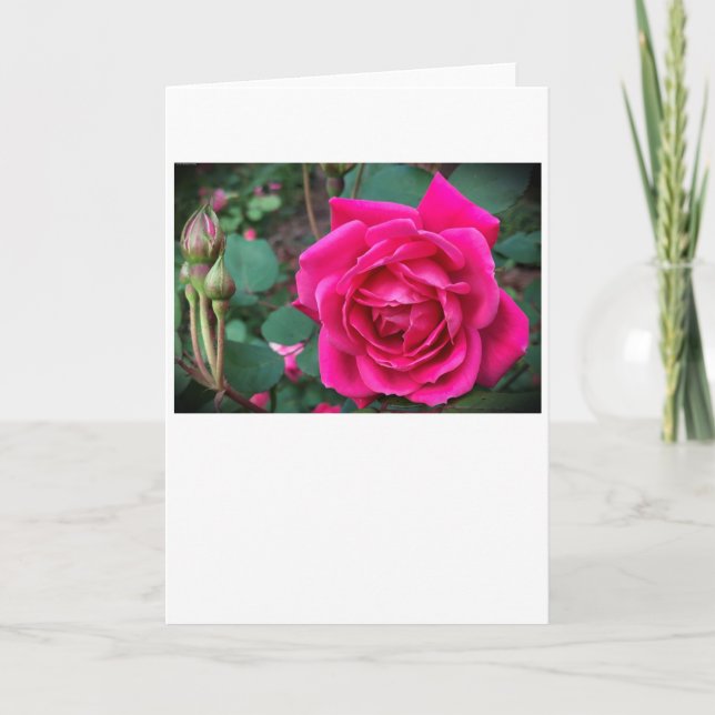 Rosa, tarjeta (Anverso)