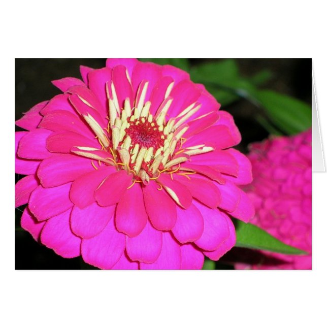 rosa tóxico (Anverso (Horizontal))