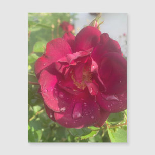 Rosa tras imán de lluvia