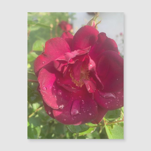 Rosa tras imán de lluvia (Anverso)