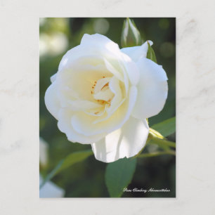 Rosa trepadora Schneewittchen:Tarjeta postal