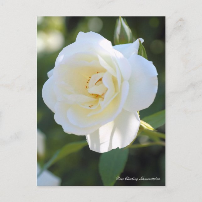 Rosa trepadora Schneewittchen：Tarjeta postal (Anverso)
