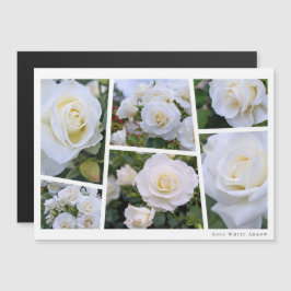 Rosa White Arrow