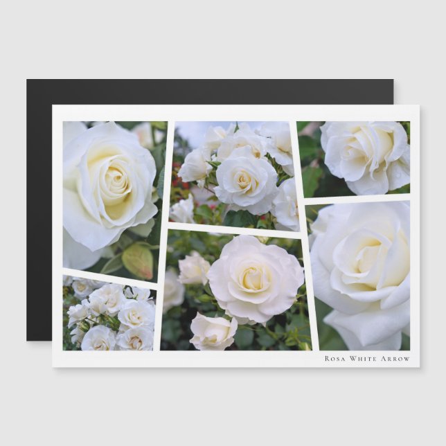 Rosa White Arrow (Anverso/Reverso)