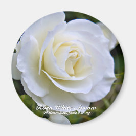 Rosa White Arrow imán