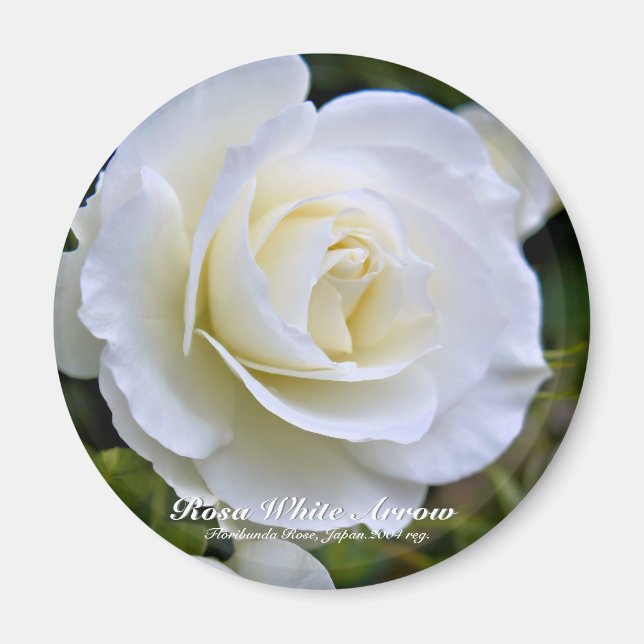 Rosa White Arrow imán (Frente)