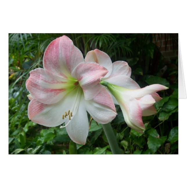 rosa y blanco (Anverso (Horizontal))