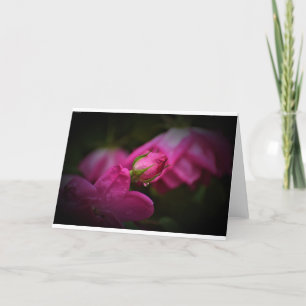 Rosa y gotas de lluvia, tarjeta