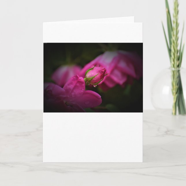 Rosa y gotas de lluvia, tarjeta (Anverso)