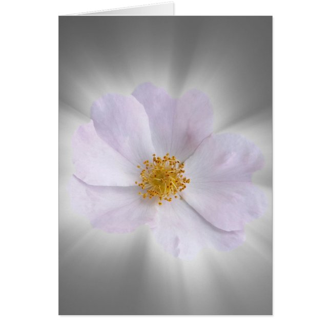 rosa y gris (Frente)