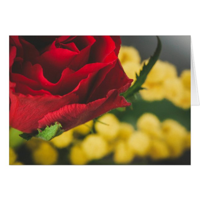 Rosa y mimosas (Anverso (Horizontal))