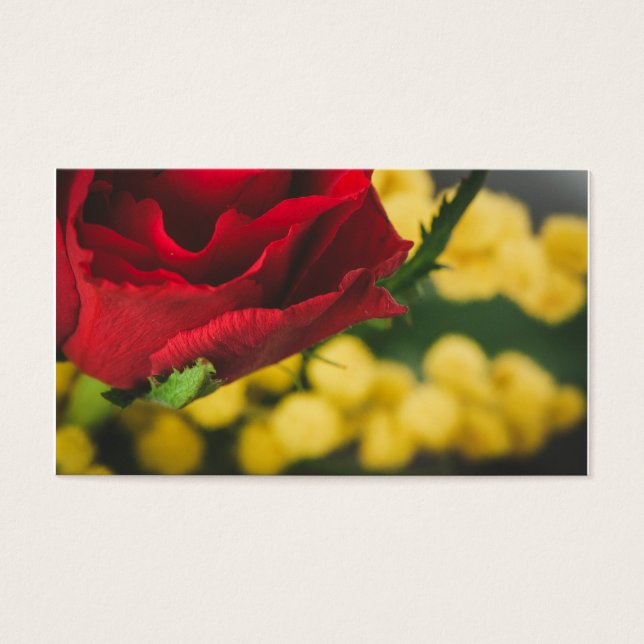 Rosa y mimosas (Frente)