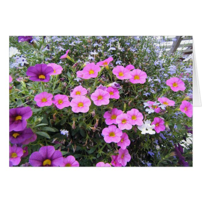 "Rosa y morado" (Anverso (Horizontal))