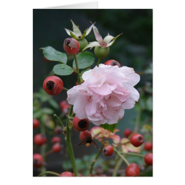 Rosa y Rosehips (Frente)