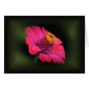 Rosa Zinnia Glow