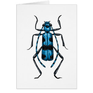 Rosalia Alpina beetle