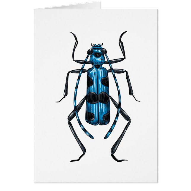 Rosalia Alpina beetle (Frente)