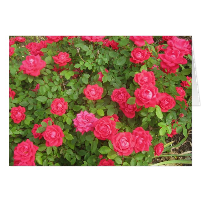 Rosas (Anverso (Horizontal))