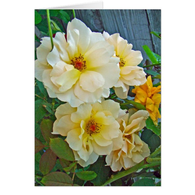 Rosas Amarillas (Frente)