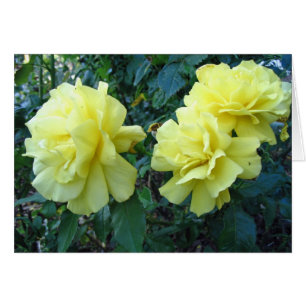 Rosas Amarillas
