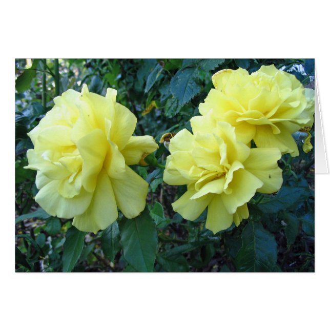 Rosas Amarillas (Anverso (Horizontal))