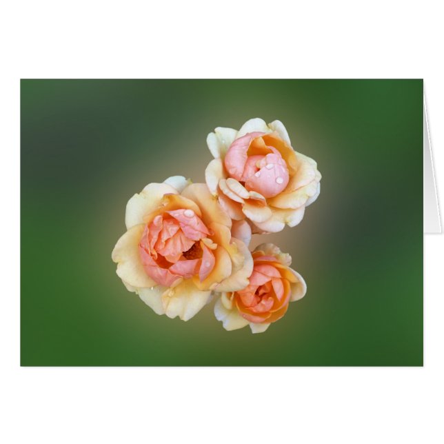 rosas amarillas (Anverso (Horizontal))