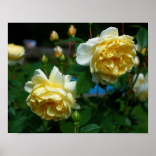 Rosas Amarillas En El Arte Orton En Bloom