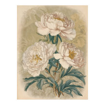Rosas blancas Peony arte mural botánico vintage