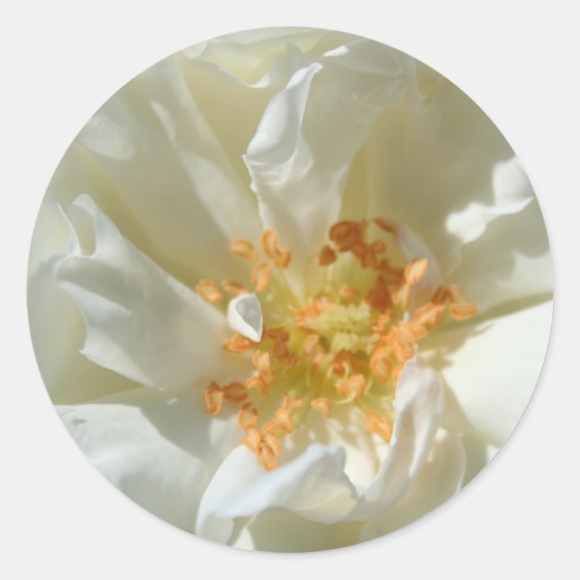 Rosas blancas y sol - Pegatinas (Anverso)