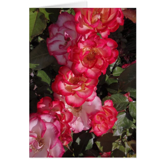 Rosas de Betty Boop (Frente)