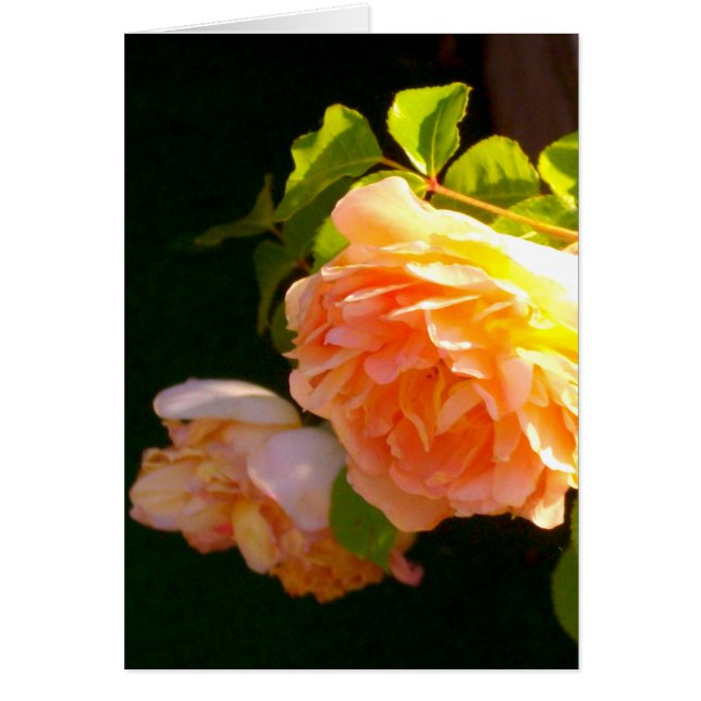 Rosas de Country Peach (Frente)