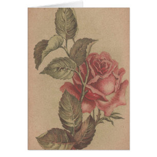 Rosas de época