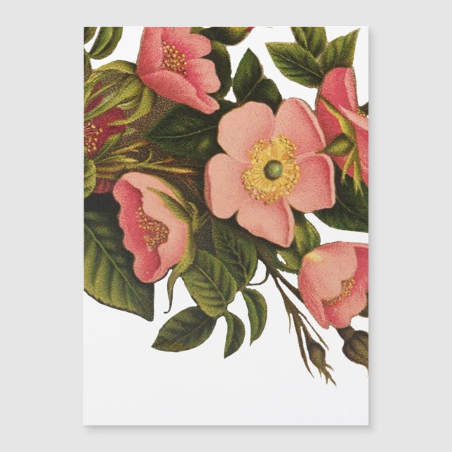 Rosas de época bello botánico rosado (Anverso)